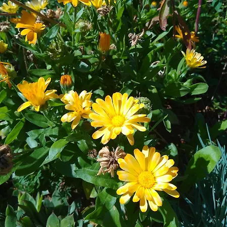 Planinska Kuca, Jagodnja Lägenhet