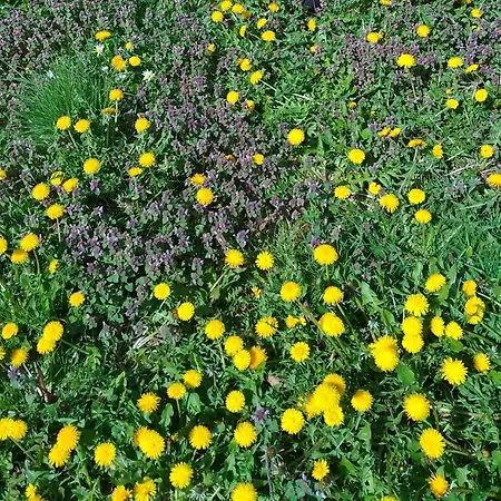 Planinska Kuca, Jagodnja Lägenhet