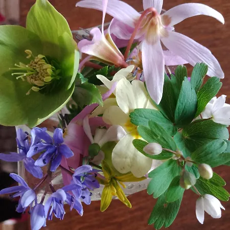 Planinska Kuca, Jagodnja Lägenhet *