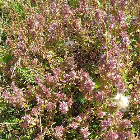 Planinska Kuca, Jagodnja Krupanj