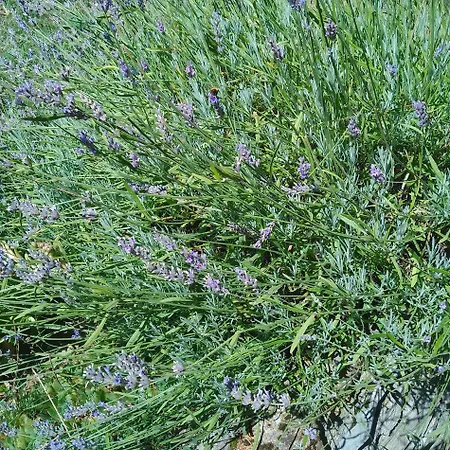 Planinska Kuca, Jagodnja *