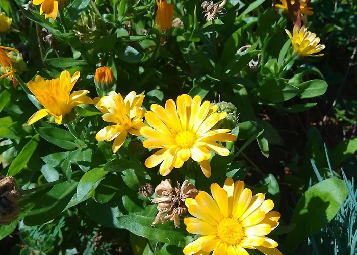 Planinska Kuca, Jagodnja Apartament