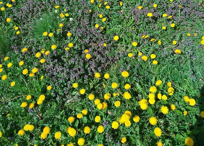 Planinska Kuca, Jagodnja Apartament