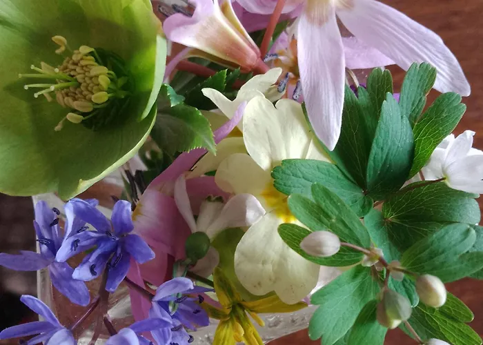 Planinska Kuca, Jagodnja Apartament *