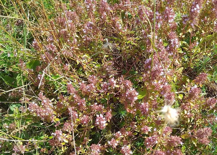 Planinska Kuca, Jagodnja Krupanj