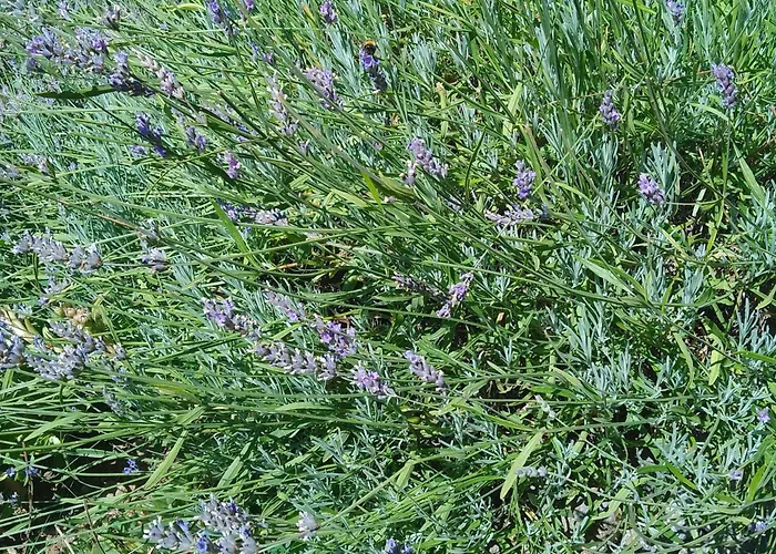 Planinska Kuca, Jagodnja *